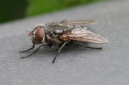 Réf. 232 813 : Pollenia sp.